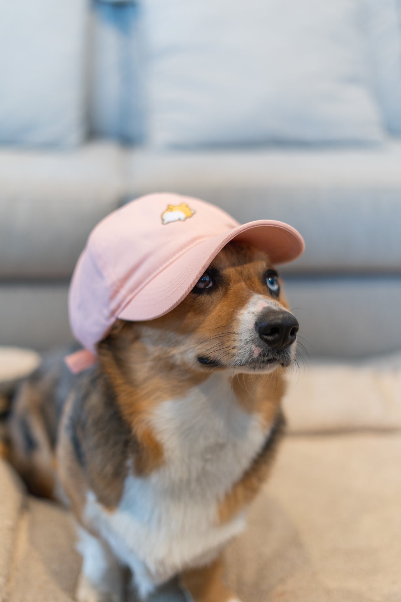 Corgi cap 2025